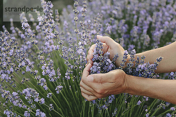 Hände einer Frau gestikulieren herzförmig mit Lavendelpflanzen im Feld