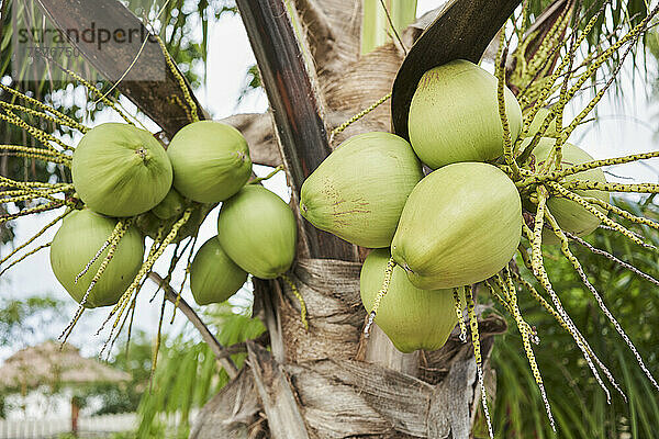 Frische Kokosnüsse hängen am Baum