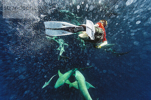 Mann schwimmt mit Ammenhai im Meer
