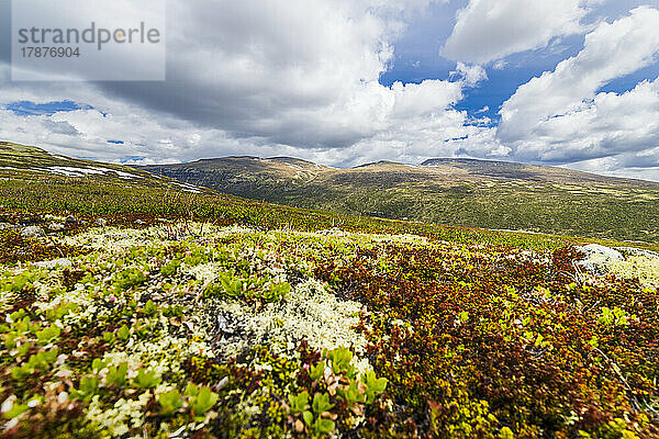 Norwegen  Innlandet  Landschaft des Nationalparks Dovrefjell-Sunndalsfjella