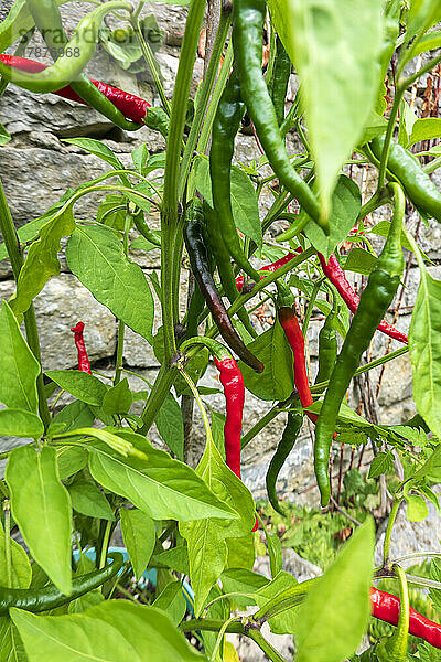 Rote Chilischoten wachsen im Gemüsegarten