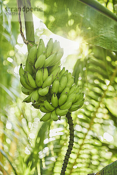 Green bananas growing in jungle