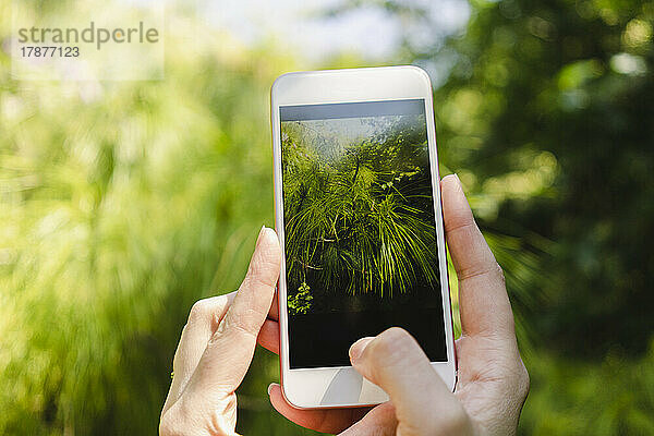 Hände einer Frau fotografieren Pflanze per Smartphone im Park