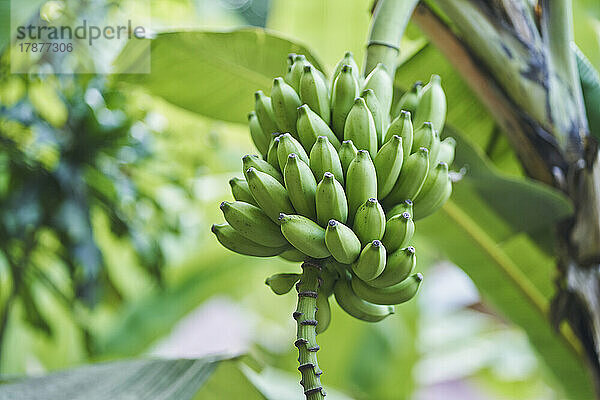 Green bananas growing in jungle