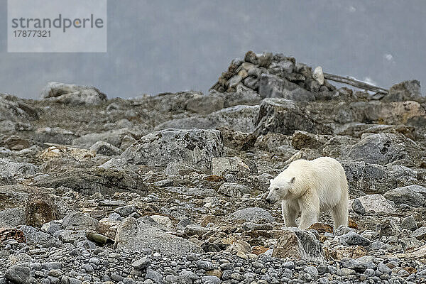 Einsamer Eisbär (Ursus maritimus) in Spitzbergen