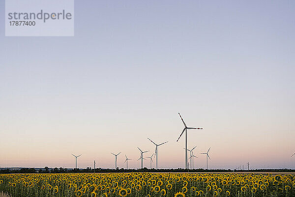 Windkraftanlagen in der Nähe von Sonnenblumenfeldern bei Sonnenuntergang