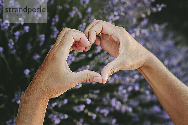 Hands of woman gesturing heart shape over lavender plants
