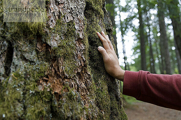 Hand eines Mannes berührt moosbedeckten Baumstamm im Wald