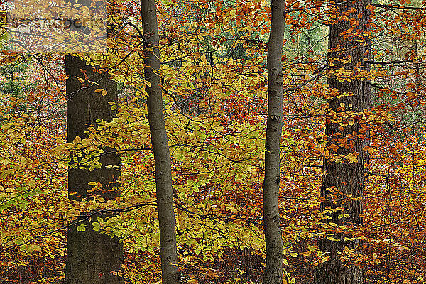 Buchen im Herbstwald