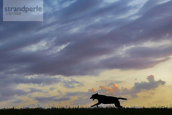 Wolken über der Silhouette eines Labrador Retrievers  der in der Abenddämmerung auf Gras läuft