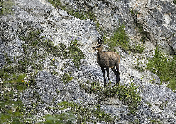 Gämse (Rupicapra rupicapra) steht auf einem felsigen Hang