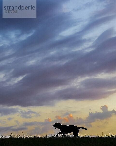 Wolken über der Silhouette eines Labrador Retrievers  der in der Abenddämmerung auf Gras läuft