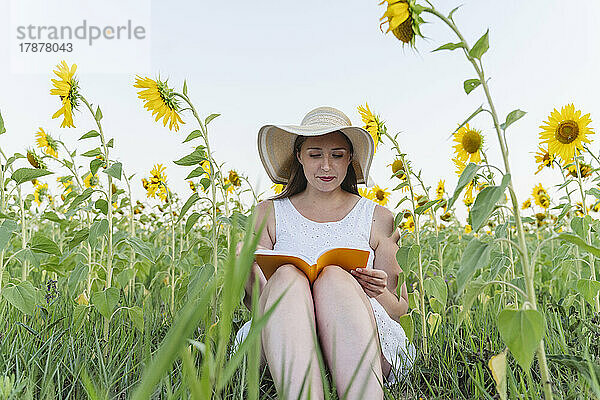 Frau mit Hut liest Buch auf Sonnenblumenfeld