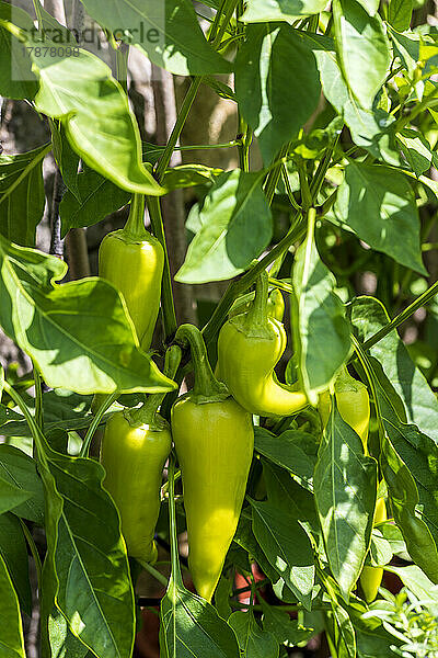 Bananenpaprika wächst im Gemüsegarten