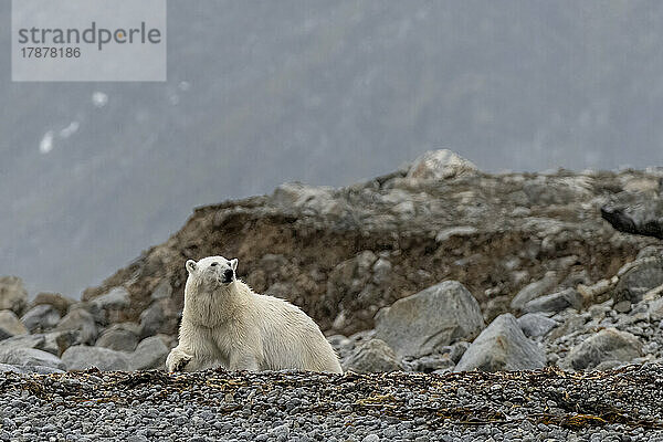Einsamer Eisbär (Ursus maritimus) auf Spitzbergen