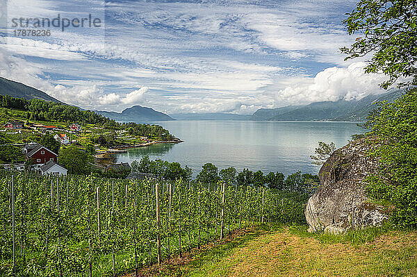 Norwegen  Vestland  Dorf am Ufer des Hardangerfjords mit Weinberg im Vordergrund