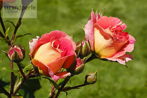 Pfirsichfarbene Rosen blühen im Frühling