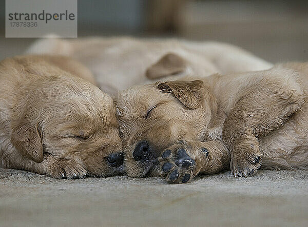 Zwei Golden Retriever-Welpen schlafen zusammen