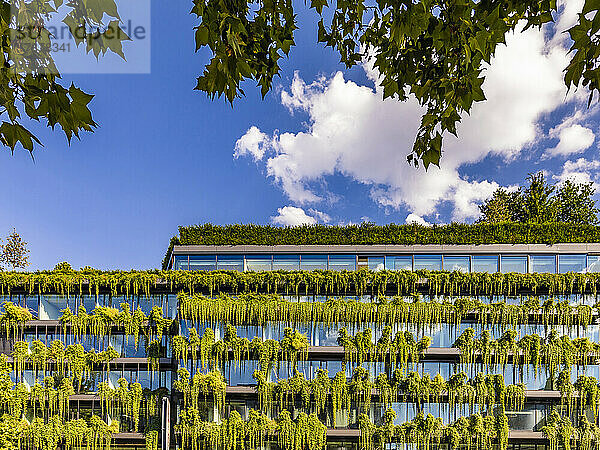 Deutschland  Baden-Württemberg  Stuttgart  Bürogebäude mit grünen Schlingpflanzen