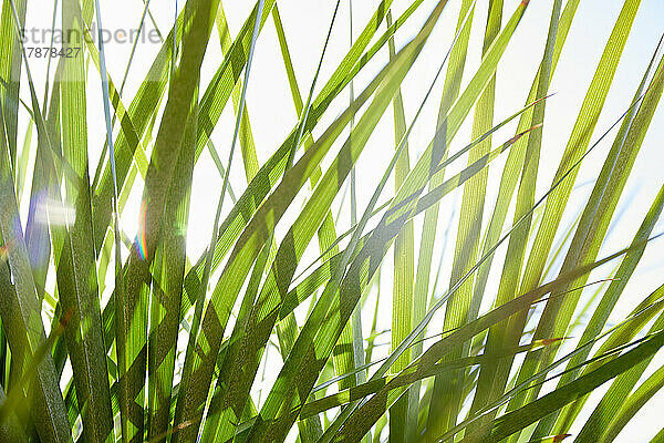 Nahaufnahme von Palmblättern im Sonnenlicht