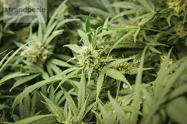 Medizinische Marihuanapflanze