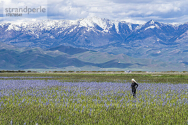Vereinigte Staaten  Idaho  Fairfield  Ältere Frau steht im Feld der Camas-Lilien mit Soldier Mountain im Hintergrund