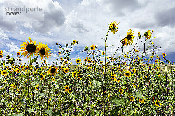 Sonnenblumen im Feld