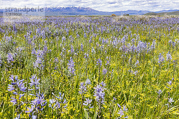 Vereinigte Staaten  Idaho  Fairfield  Camas-Lilien blühen im Frühling