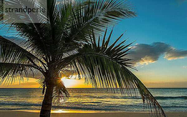 Palme und Meer bei Sonnenaufgang