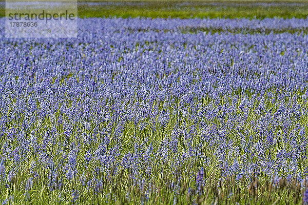 Vereinigte Staaten  Idaho  Fairfield  Camas-Lilien blühen im Frühling an Flussufern