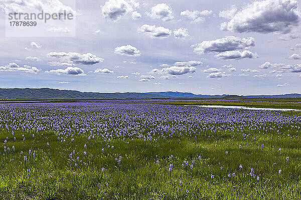 Vereinigte Staaten  Idaho  Fairfield  Camas-Lilien blühen im Frühling