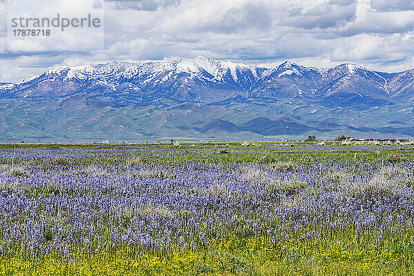 Vereinigte Staaten  Idaho  Fairfield  Camas-Lilien blühen im Frühling und Soldier Mountain im Hintergrund