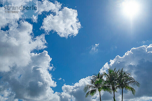 Palmen vor dem Himmel mit weißen Wolken und Sonne