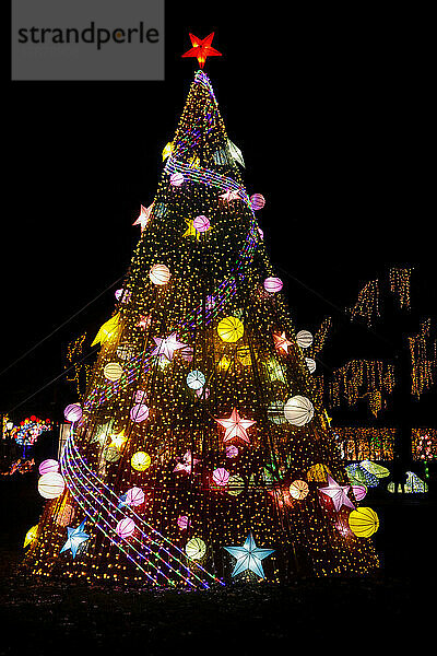 Weihnachtsbaum im Freien nachts beleuchtet