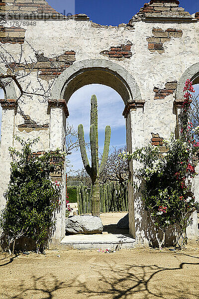 Mexiko  Cabo San Lucas  alte Ruinen und Pflanzen