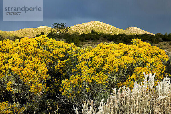 USA  New Mexico  Santa Fe  Chamisa (Ericameria nauseosa) wächst in der Wüste