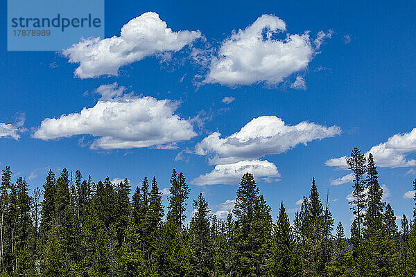 Vereinigte Staaten  Idaho  Stanley  weiße Wolken über dem Wald in der Nähe von Sun Valley