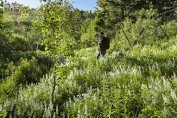 Vereinigte Staaten  Idaho  Frau wandert durch Frühlingswildblumen im Sun Valley