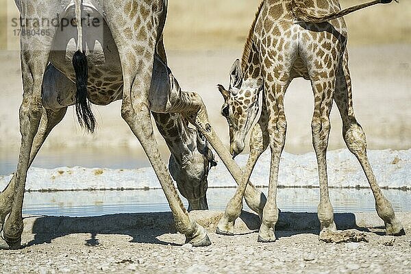 Angola-Giraffen (Giraffa camelopardalis angolensis)  erwachsenes Weibchen und Fohlen  die sich bücken. Das Fohlen leckt das Bein des erwachsenen Tieres. Etosha-Nationalpark  Namibia  Afrika