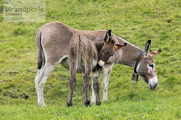 Hausesel (Equus asinus asinus) mit Jungtier  Dolomiten  Trentino  Italien  Europa