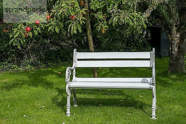Weiße Sitzbank unter einem Apfelbaum  Insel Föhr  Schleswig-Holstein  Deutschland  Europa