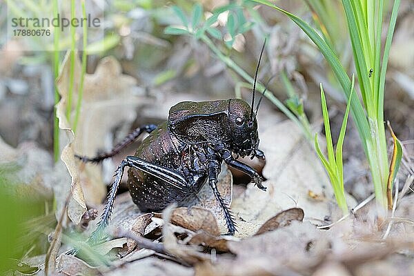 Bronze Glandular Bush-cricket (Bradyporus dasypus)  Biosphärenreservat Donaudelta  Rumänien  Europa