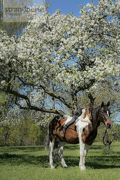 Mädchen reitet  legt sich auf ein Pferd unter einem sonnigen Frühlingsbaum