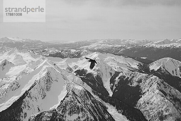 Falke fliegt über malerische  majestätische Bergkette  Selkirk Mountains  Kanada