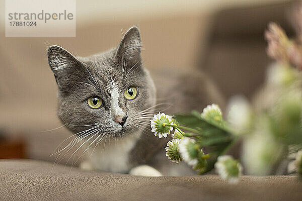 Neugierige grau-weiße Katze  die neben Blumen liegt