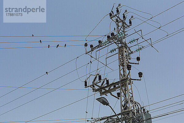 Vögel saßen auf Strommastdrähten unter blauem Himmel