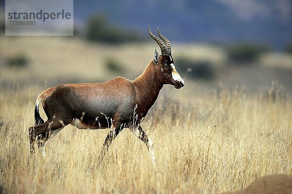 Buntbock (Damaliscus dorcas dorcas)  adult  laufend  Nahrungssuche  Cape of the Good Hope  Westkap  Südafrika