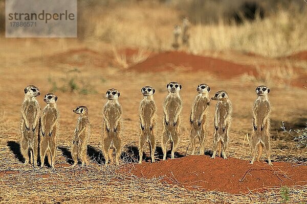 Erdmännchen (Suricata suricatta)  Meerkat  adult  Gruppe  Familie  aufrecht stehend  wachsam  auf Wachposten  am Bau  Tswalu Game Reserve  Kalahari  Nordkap  Südafrika