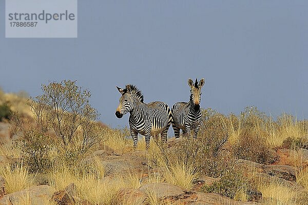Hartmann Bergzebra (Equus zebra hartmannae)  adult  Paar  wachsam  Nahrungssuche  Tswalu Game Reserve  Nordkap  Südafrika