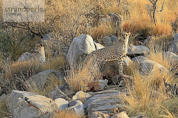 Gepard (Acinonyx jubatus)  adult  zwei Geparden  wachsam  Tswalu Game Reserve  Kalahari  Nordkap  Südafrika